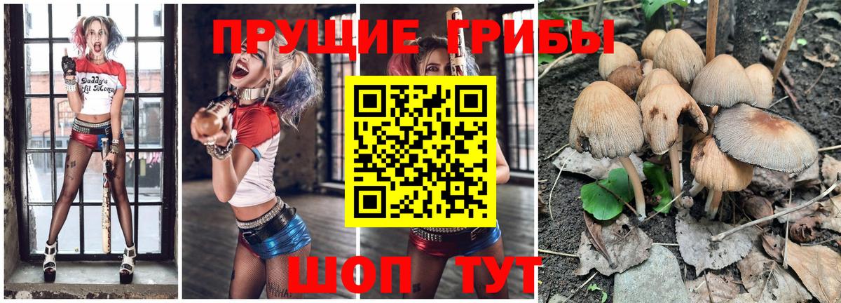 Галлюциногенные грибы Cubensis Гусев